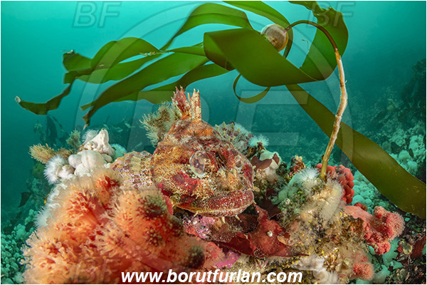Port Hardy area, Vancouver island, British Columbia, Canada, Pacific ocean, Hemilepidotus hemilepidotus, Hemilepidotus, Cottidae, Red Irish lord, Fish, Reef, Portrait