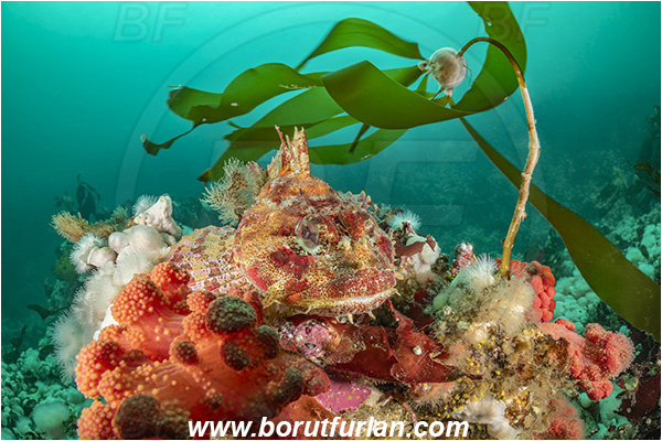 Port Hardy area, Vancouver island, British Columbia, Canada, Pacific ocean, Hemilepidotus hemilepidotus, Hemilepidotus, Cottidae, Red Irish lord, Fish, Reef, Portrait