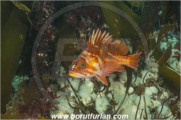 Port Hardy area, Vancouver island, British Columbia, Canada, Pacific ocean, Sebastes caurinus, Sebastes, Sebastidae, Copper rockfish, Rockfish, Fish