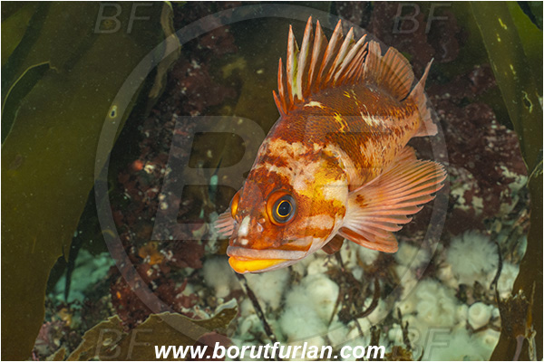 Port Hardy area, Vancouver island, British Columbia, Canada, Pacific ocean, Sebastes caurinus, Sebastes, Sebastidae, Copper rockfish, Rockfish, Fish