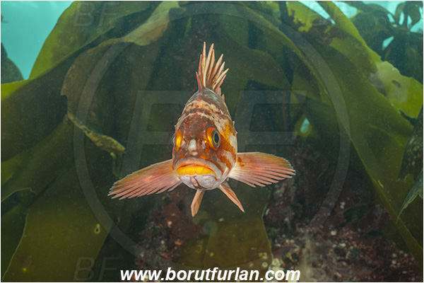 Port Hardy area, Vancouver island, British Columbia, Canada, Pacific ocean, Sebastes caurinus, Sebastes, Sebastidae, Copper rockfish, Rockfish, Fish, Kelp, Portrait