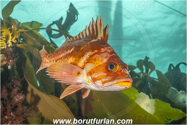 Port Hardy area, Vancouver island, British Columbia, Canada, Pacific ocean, Sebastes caurinus, Sebastes, Sebastidae, Copper rockfish, Rockfish, Fish, Kelp