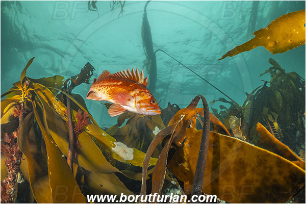 Port Hardy area, Vancouver island, British Columbia, Canada, Pacific ocean, Sebastes caurinus, Sebastes, Sebastidae, Copper rockfish, Rockfish, Fish, Kelp