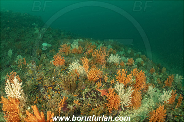 Port Hardy area, Vancouver island, British Columbia, Canada, Pacific ocean, Calcigorgia spiculifera, Calcigorgia, Malacalcyonacea incertae sedis, Anthozoa, Cnidaria, Cnidarian, Pink sea fan, Pink gorgonian, Gorgonian, Sea fan, Reef