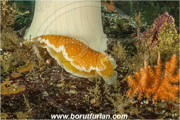Port Hardy area, Vancouver island, British Columbia, Canada, Pacific ocean, Tritonia tetraquetra, Tritonia, Tritoniidae, Gastropoda, Mollusca, Mollusc, Orange-peel nudibranch, Nudibranch