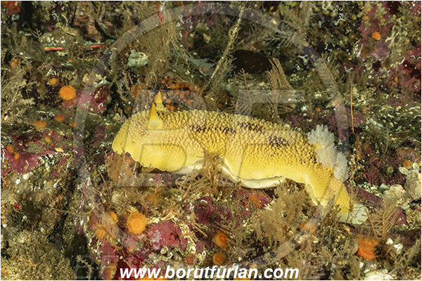 Port Hardy area, Vancouver island, British Columbia, Canada, Pacific ocean, Doris montereyensis, Doris, Dorididae, Gastropoda, Mollusca, Mollusc, Monterey sea lemon, Nudibranch