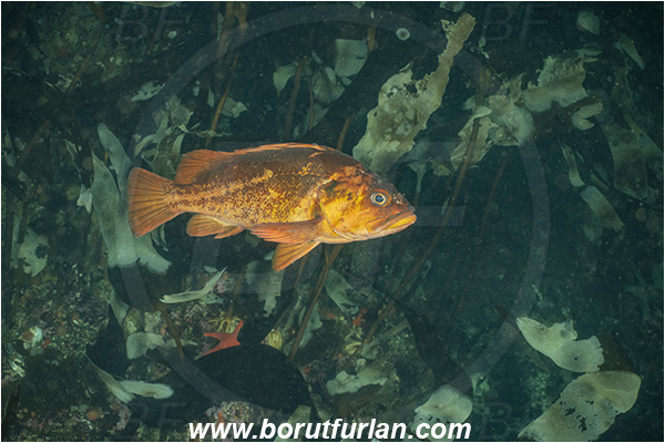Port Hardy area, Vancouver island, British Columbia, Canada, Pacific ocean, Sebastes ruberrimus, Sebastes, Sebastidae, Yelloweye rockfish, Rockfish, Fish