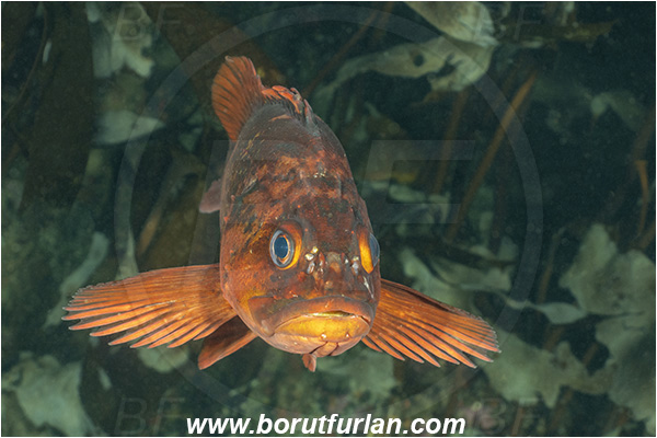 Port Hardy area, Vancouver island, British Columbia, Canada, Pacific ocean, Sebastes ruberrimus, Sebastes, Sebastidae, Yelloweye rockfish, Rockfish, Fish