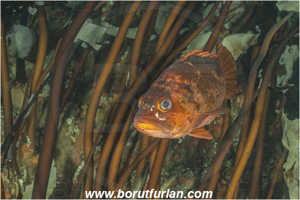Port Hardy area, Vancouver island, British Columbia, Canada, Pacific ocean, Sebastes ruberrimus, Sebastes, Sebastidae, Yelloweye rockfish, Rockfish, Fish