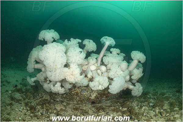 Port Hardy area, Vancouver island, British Columbia, Canada, Pacific ocean, Metridium farcimen, Metridium, Metridiidae, Anthozoa, Cnidaria, Cnidarian, Giant plumose anemone, Anemone
