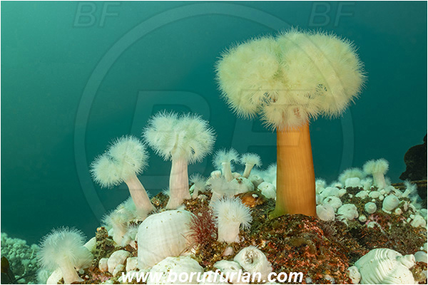 Port Hardy area, Vancouver island, British Columbia, Canada, Pacific ocean, Metridium farcimen, Metridium, Metridiidae, Anthozoa, Cnidaria, Cnidarian, Giant plumose anemone, Anemone