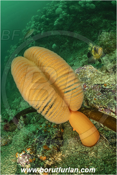 Port Hardy area, Vancouver island, British Columbia, Canada, Pacific ocean, Ptilosarcus gurneyi, Ptilosarcus, Pennatulidae, Orange sea pen, Soft coral, Coral, Anthozoa, Cnidaria, Cnidarian