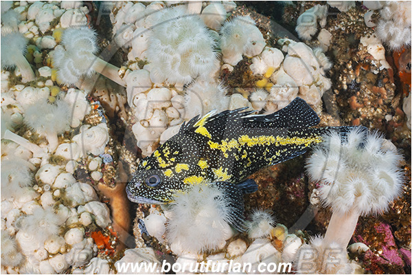 Port Hardy area, Vancouver island, British Columbia, Canada, Pacific ocean, Sebastes nebulosus, Sebastes, Sebastidae, China rockfish, Rockfish, Fish