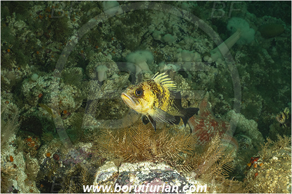Port Hardy area, Vancouver island, British Columbia, Canada, Pacific ocean, Sebastes maliger, Sebastes, Sebastidae, Quillback rockfish, Rockfish, Fish, Reef
