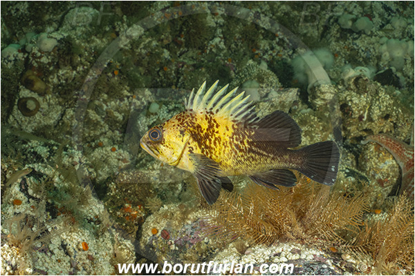 Port Hardy area, Vancouver island, British Columbia, Canada, Pacific ocean, Sebastes maliger, Sebastes, Sebastidae, Quillback rockfish, Rockfish, Fish