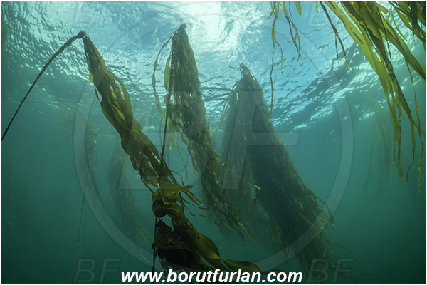 Port Hardy area, Vancouver island, British Columbia, Canada, Pacific ocean, Phaeophyceae, Kelp, Algae, Reef, Kelp forrest