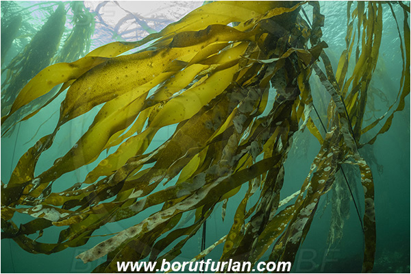 Port Hardy area, Vancouver island, British Columbia, Canada, Pacific ocean, Phaeophyceae, Kelp, Algae, Reef, Kelp forrest
