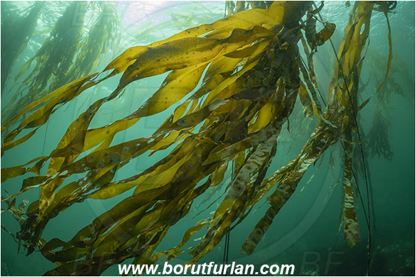 Port Hardy area, Vancouver island, British Columbia, Canada, Pacific ocean, Phaeophyceae, Kelp, Algae, Reef, Kelp forrest