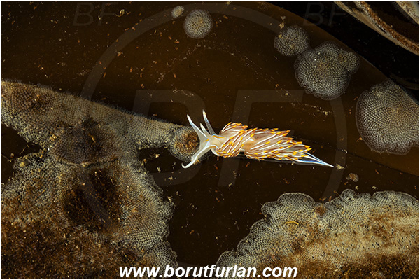Port Hardy area, Vancouver island, British Columbia, Canada, Pacific ocean, Hermissenda crassicornis, Hermissenda, Myrrhinidae, Gastropoda, Mollusca, Mollusc, Horned Nudibranch, Opalescent nudibranch, Nudibranch