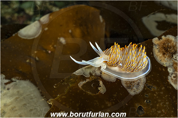 Port Hardy area, Vancouver island, British Columbia, Canada, Pacific ocean, Hermissenda crassicornis, Hermissenda, Myrrhinidae, Gastropoda, Mollusca, Mollusc, Horned Nudibranch, Opalescent nudibranch, Nudibranch