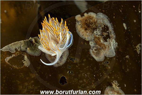 Port Hardy area, Vancouver island, British Columbia, Canada, Pacific ocean, Hermissenda crassicornis, Hermissenda, Myrrhinidae, Gastropoda, Mollusca, Mollusc, Horned Nudibranch, Opalescent nudibranch, Nudibranch