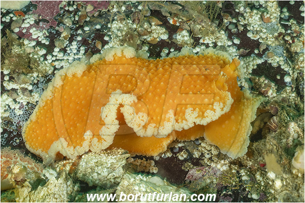 Port Hardy area, Vancouver island, British Columbia, Canada, Pacific ocean, Tritonia tetraquetra, Tritonia, Tritoniidae, Gastropoda, Mollusca, Mollusc, Orange-peel nudibranch, Nudibranch