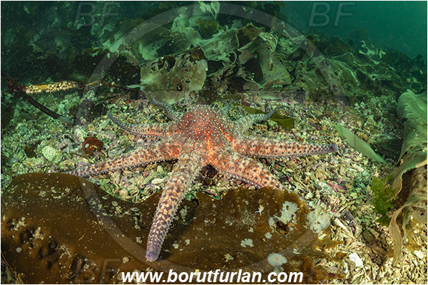 Port Hardy area, Vancouver island, British Columbia, Canada, Pacific ocean, Pycnopodia helianthoides, Pycnopodia, Asteriidae, Asteroidea, Echinodermata, Echinoderm, Sunflower starfish, Starfish