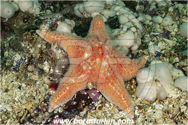 Port Hardy area, Vancouver island, British Columbia, Canada, Pacific ocean, Dermasterias imbricata, Dermasterias, Asteropseidae, Asteroidea, Echinodermata, Echinoderm, Leather starfish, Starfish