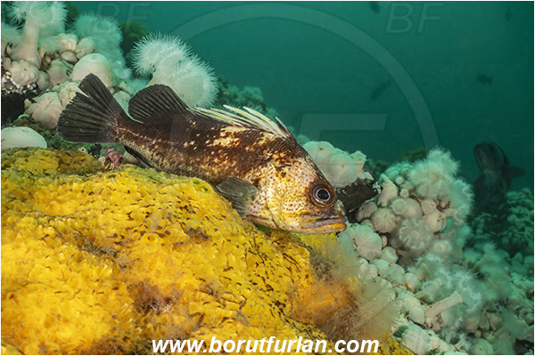 Port Hardy area, Vancouver island, British Columbia, Canada, Pacific ocean, Sebastes maliger, Sebastes, Sebastidae, Quillback rockfish, Rockfish, Fish, Reef, Halichondria (Halichondria) panicea, Halichondria, Halichondriidae, Demospongiae, Porifera, Breadcrumb sponge, Sponge
