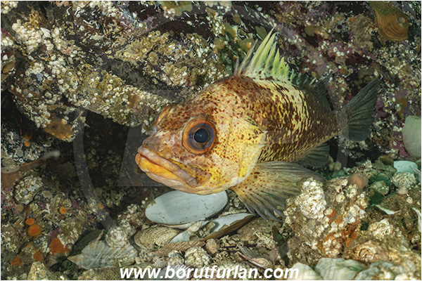 Port Hardy area, Vancouver island, British Columbia, Canada, Pacific ocean, Sebastes maliger, Sebastes, Sebastidae, Quillback rockfish, Rockfish, Fish
