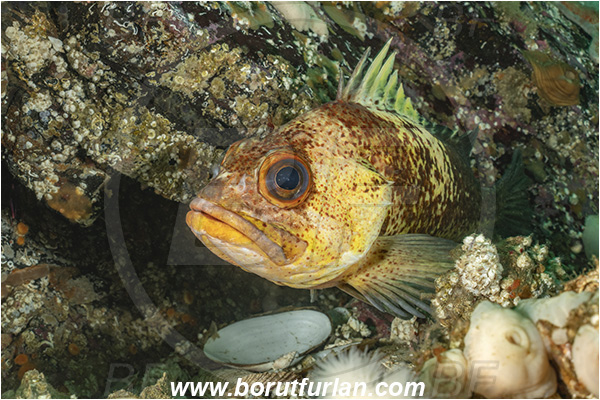 Port Hardy area, Vancouver island, British Columbia, Canada, Pacific ocean, Sebastes maliger, Sebastes, Sebastidae, Quillback rockfish, Rockfish, Fish