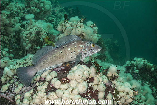 Port Hardy area, Vancouver island, British Columbia, Canada, Pacific ocean, Hexagrammos decagrammus, Hexagrammos, Hexagrammidae, Kelp greenling, Fish, Male, Greenling