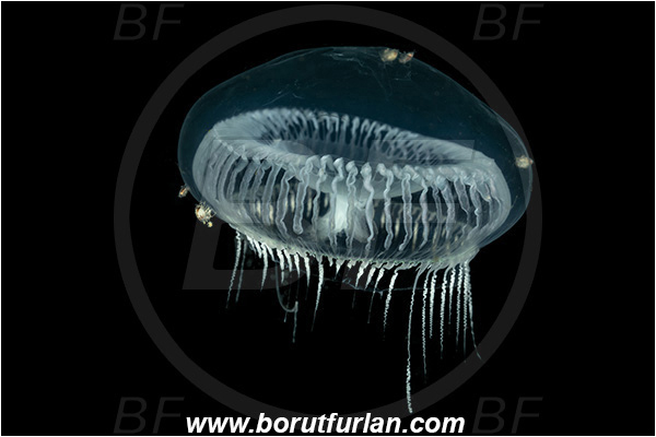 Port Hardy area, Vancouver island, British Columbia, Canada, Pacific ocean, Aequorea sp., Aequorea, Aequoreidae, Hydrozoa, Cnidaria, Cnidarian, Water jellyfish, Crystal jelly, Jellyfish