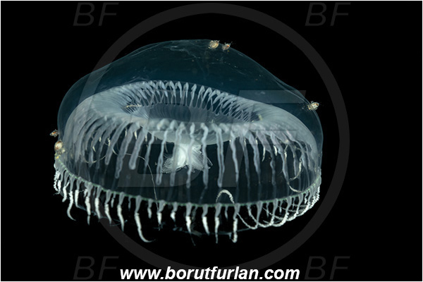 Port Hardy area, Vancouver island, British Columbia, Canada, Pacific ocean, Aequorea sp., Aequorea, Aequoreidae, Hydrozoa, Cnidaria, Cnidarian, Water jellyfish, Crystal jelly, Jellyfish