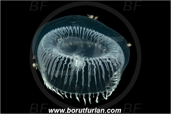 Port Hardy area, Vancouver island, British Columbia, Canada, Pacific ocean, Aequorea sp., Aequorea, Aequoreidae, Hydrozoa, Cnidaria, Cnidarian, Water jellyfish, Crystal jelly, Jellyfish