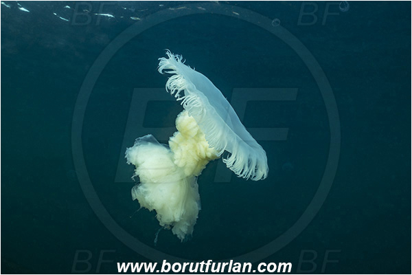 Port Hardy area, Vancouver island, British Columbia, Canada, Pacific ocean, Phacellophora camtschatica, Phacellophora, Phacellophoridae, Scyphozoa, Cnidaria, Cnidarian, Fried egg jellyfish, Jellyfish