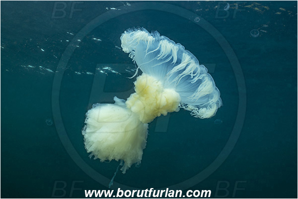 Port Hardy area, Vancouver island, British Columbia, Canada, Pacific ocean, Phacellophora camtschatica, Phacellophora, Phacellophoridae, Scyphozoa, Cnidaria, Cnidarian, Fried egg jellyfish, Jellyfish
