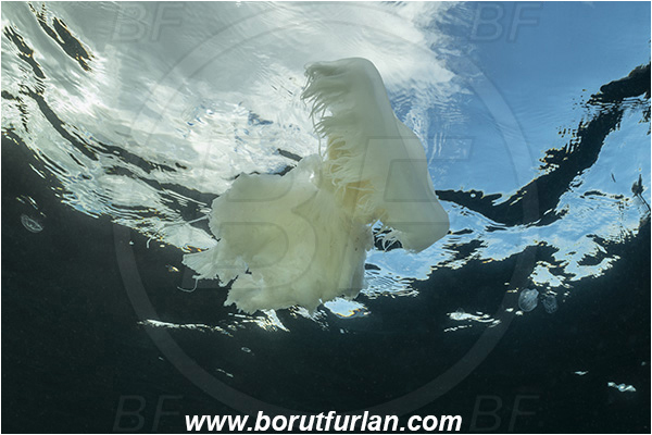 Port Hardy area, Vancouver island, British Columbia, Canada, Pacific ocean, Phacellophora camtschatica, Phacellophora, Phacellophoridae, Scyphozoa, Cnidaria, Cnidarian, Fried egg jellyfish, Jellyfish
