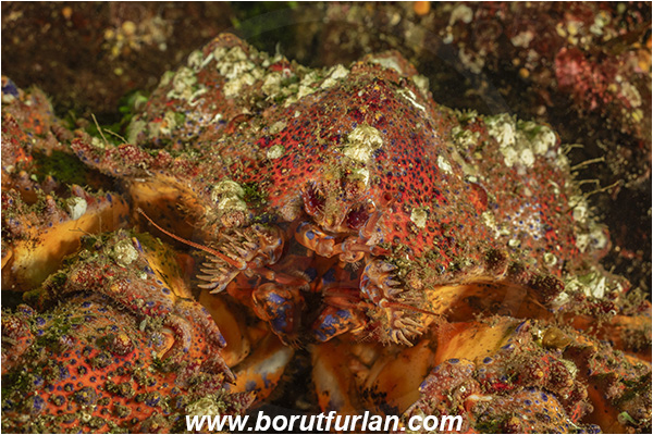 Seymour inlet, Vancouver island, British Columbia, Canada, Pacific ocean, Echidnocerus cibarius, Echidnocerus, Lithodidae, Decapoda, Crustacea, Crustacean, Puget Sound king crab, Crab, Portrait, Abstract