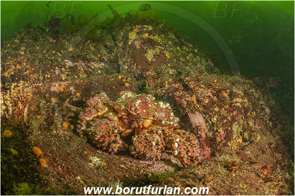 Seymour inlet, Vancouver island, British Columbia, Canada, Pacific ocean, Echidnocerus cibarius, Echidnocerus, Lithodidae, Decapoda, Crustacea, Crustacean, Puget Sound king crab, Crab, Reef