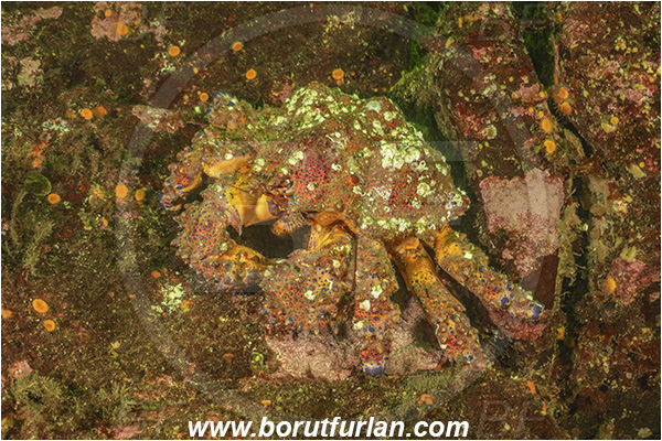 Seymour inlet, Vancouver island, British Columbia, Canada, Pacific ocean, Echidnocerus cibarius, Echidnocerus, Lithodidae, Decapoda, Crustacea, Crustacean, Puget Sound king crab, Crab