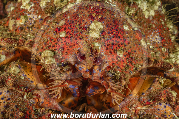 Seymour inlet, Vancouver island, British Columbia, Canada, Pacific ocean, Echidnocerus cibarius, Echidnocerus, Lithodidae, Decapoda, Crustacea, Crustacean, Puget Sound king crab, Crab, Portrait, Abstract