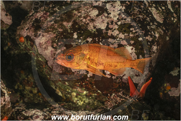 Port Hardy area, Vancouver island, British Columbia, Canada, Pacific ocean, Sebastes emphaeus, Sebastes, Sebastidae, Puget sound rockfish, Rockfish, Fish