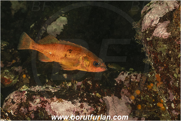 Port Hardy area, Vancouver island, British Columbia, Canada, Pacific ocean, Sebastes emphaeus, Sebastes, Sebastidae, Puget sound rockfish, Rockfish, Fish