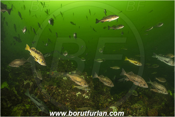 Seymour inlet, British Columbia, Canada, Pacific ocean, Sebastes sp., Sebastes, Sebastidae, Rockfish, Fish, Fish school