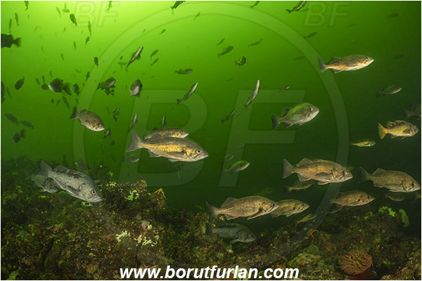 Seymour inlet, British Columbia, Canada, Pacific ocean, Sebastes sp., Sebastes, Sebastidae, Rockfish, Fish, Fish school