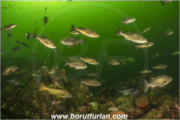 Seymour inlet, British Columbia, Canada, Pacific ocean, Sebastes sp., Sebastes, Sebastidae, Rockfish, Fish, Fish school