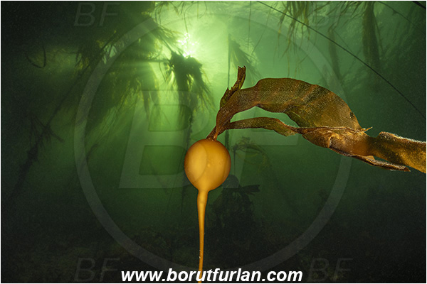 Seymour inlet, British Columbia, Canada, Pacific ocean, Phaeophyceae, Kelp, Algae, Reef, Kelp forrest, Nereocystis luetkeana, Nereocystis, Laminariaceae, Bull kelp