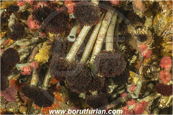 Seymour inlet, Vancouver island, British Columbia, Canada, Pacific ocean, Eudistylia vancouveri, Eudistylia, Sabellidae, Polychaeta, Northern Feather Duster Worm, Vancouver feather duster worm, Worm