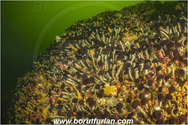 Seymour inlet, Vancouver island, British Columbia, Canada, Pacific ocean, Eudistylia vancouveri, Eudistylia, Sabellidae, Polychaeta, Northern Feather Duster Worm, Vancouver feather duster worm, Worm